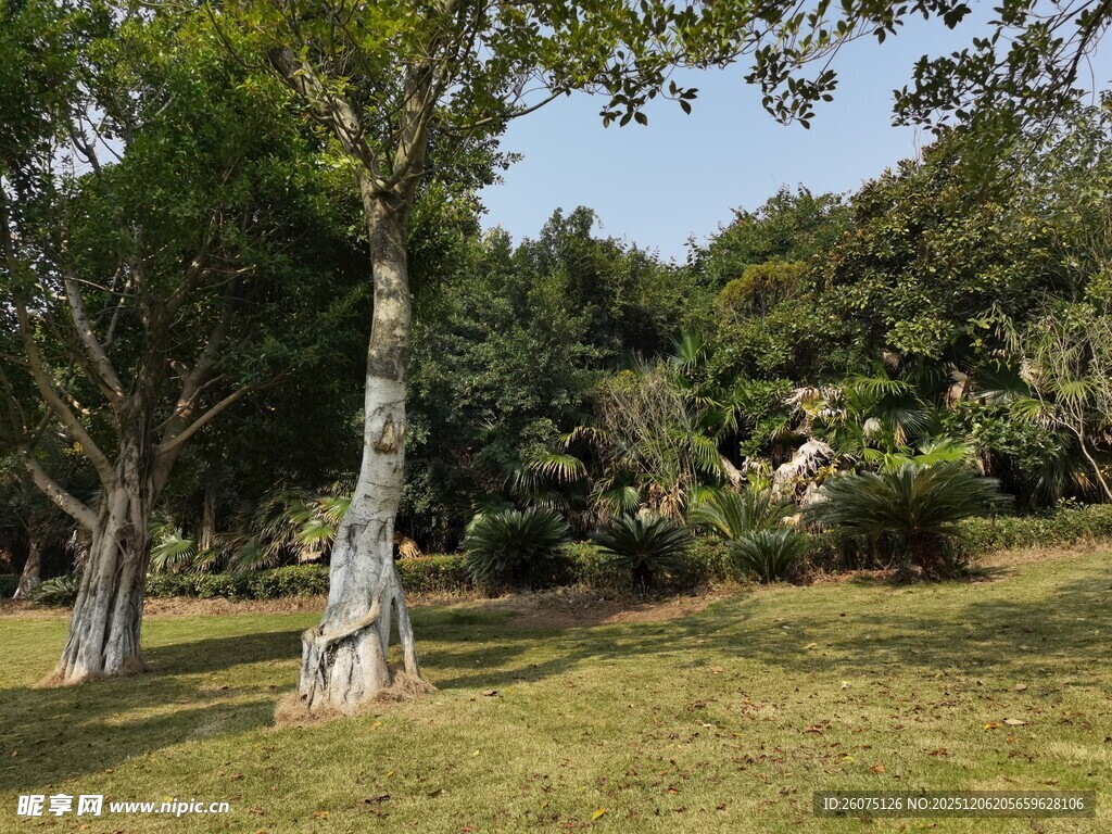 绿意盎然的户外树木景观