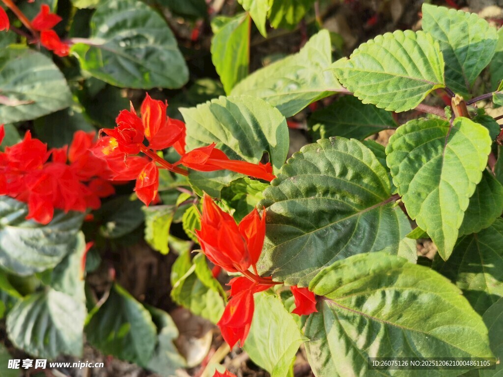 鲜艳红色花朵与绿叶