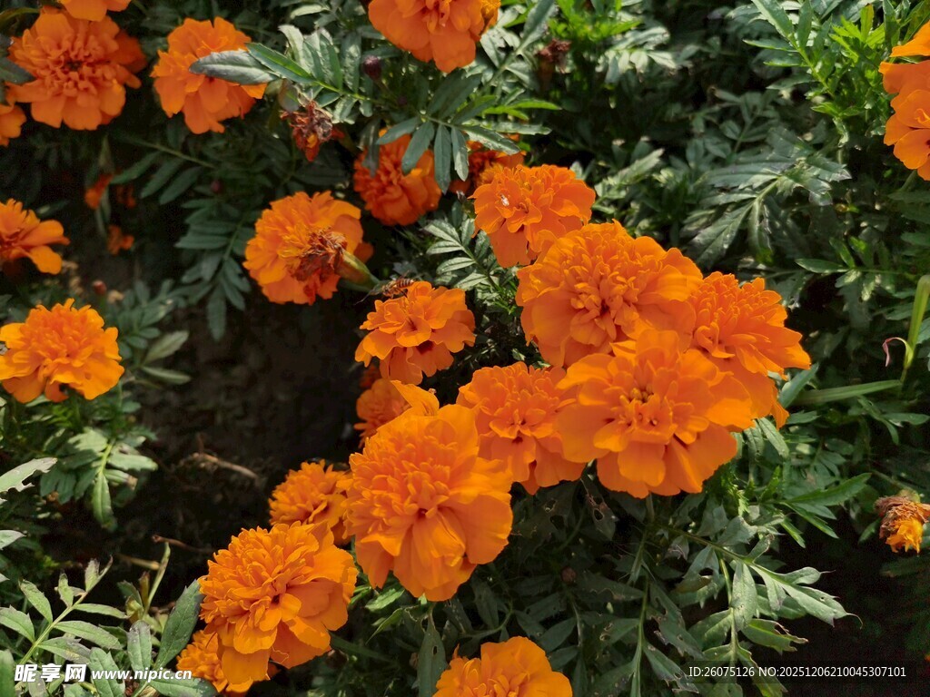 鲜艳橙色万寿菊绽放