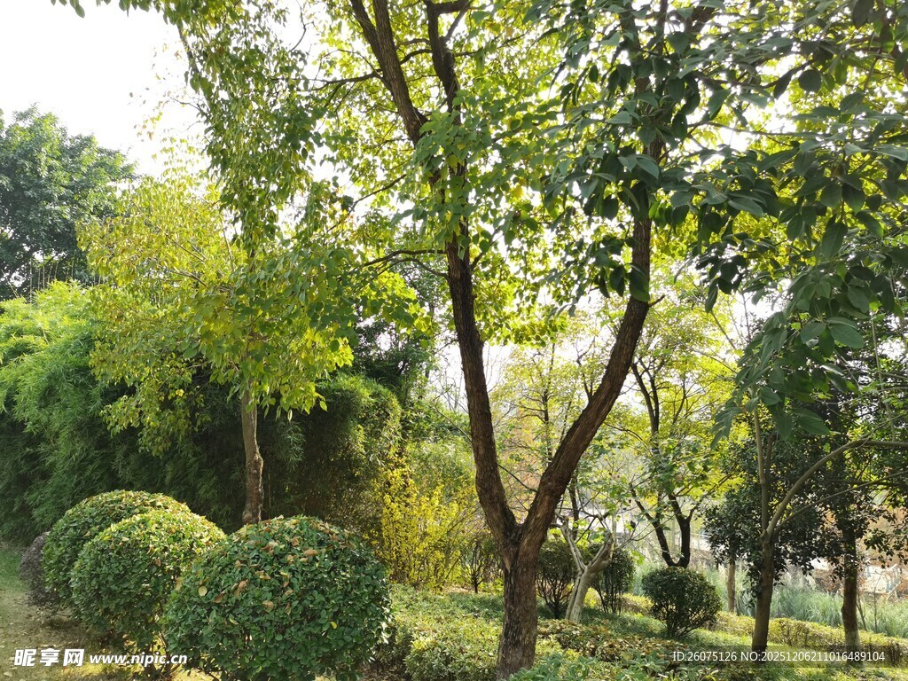 园林绿植景观绿意盎然