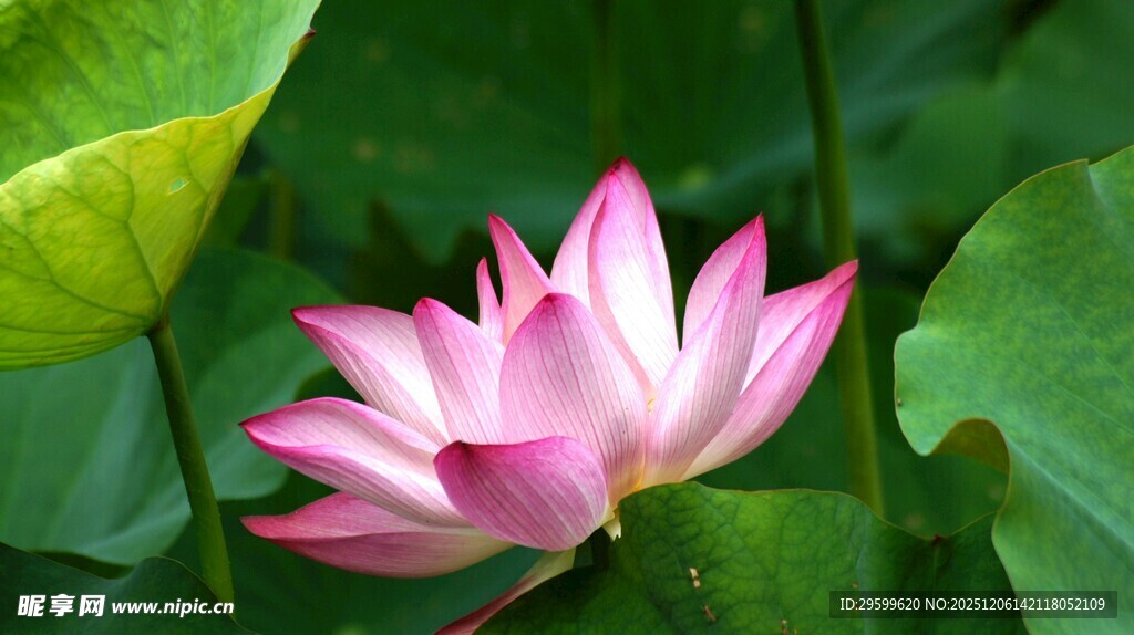 绽放的美丽粉色荷花