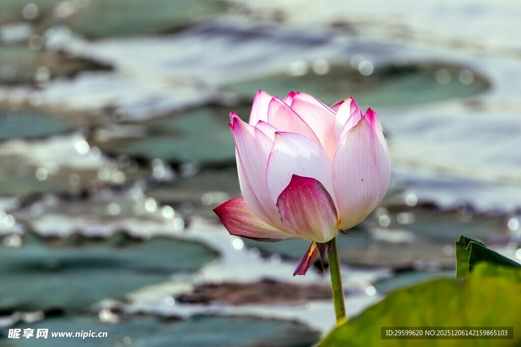 娇艳荷花绽放于荷塘间