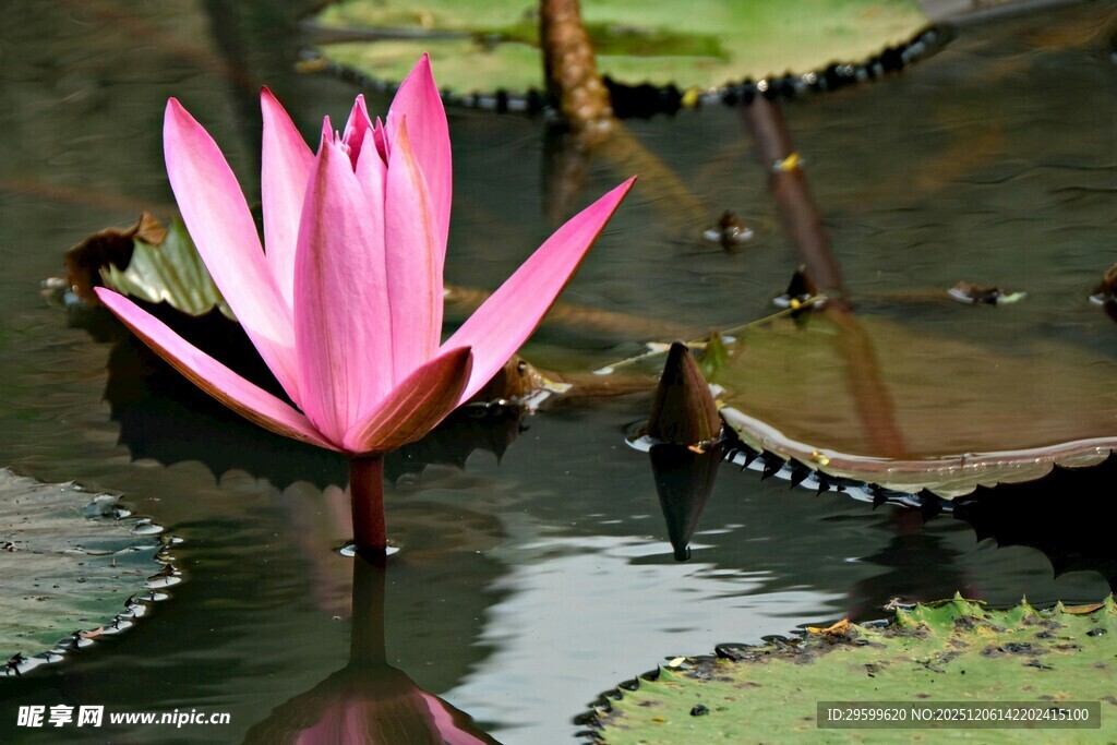 水中绽放的娇艳粉色睡莲
