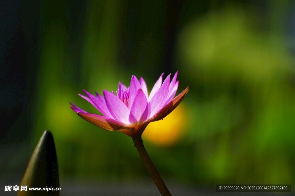 娇艳绽放的粉色睡莲