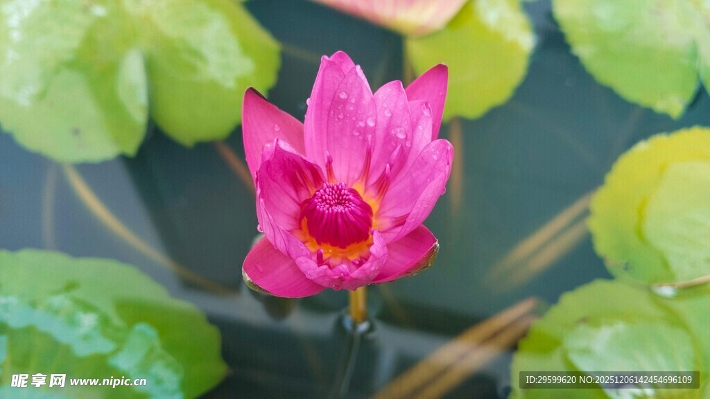 水中绽放的娇艳粉色睡莲