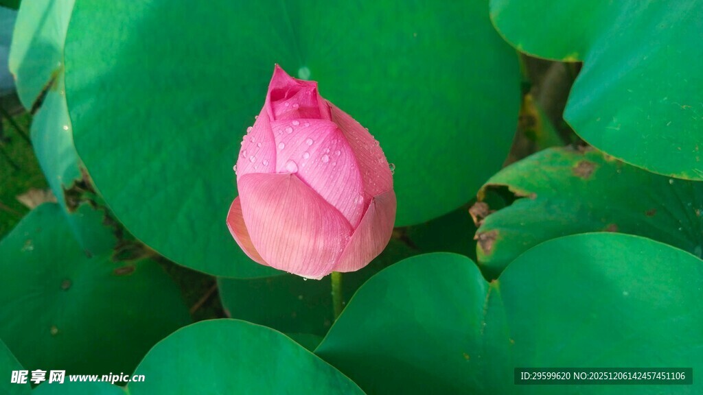 含苞待放的粉色荷花