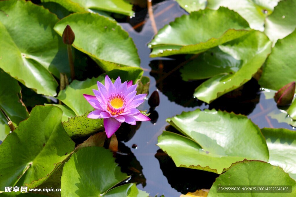 水中绽放的美丽紫色睡莲
