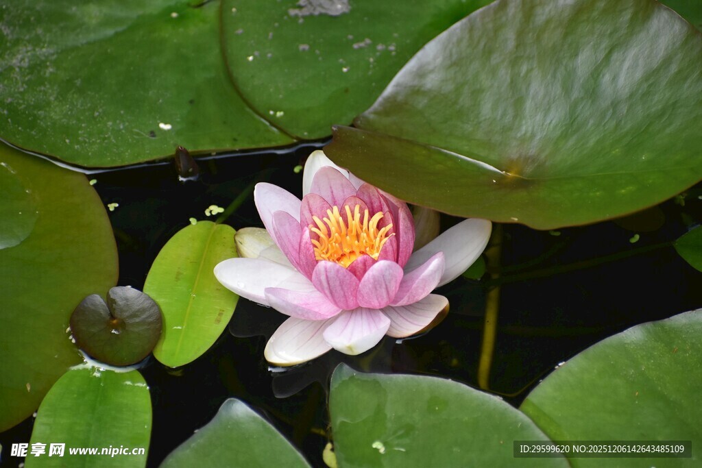 水中绽放的美丽粉色睡莲