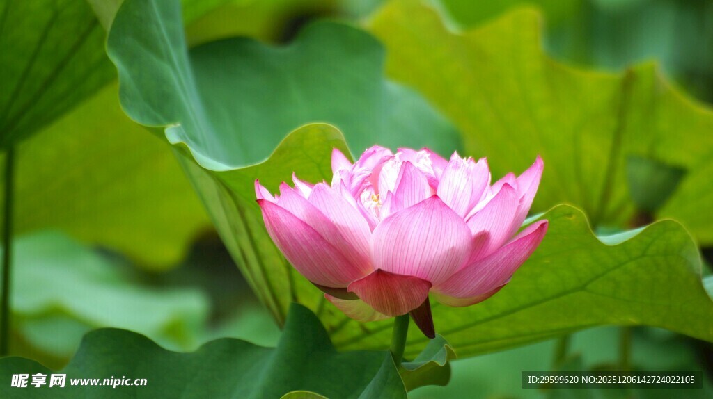 娇艳绽放的粉色荷花