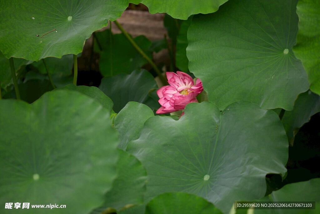 娇艳荷花绽于翠绿荷叶间