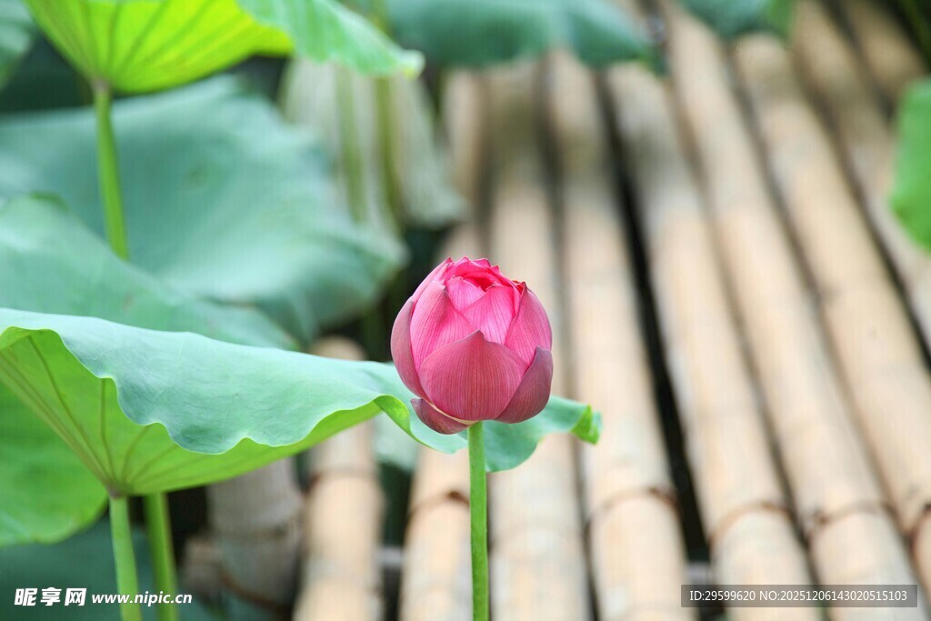 娇艳荷花绽于竹排旁
