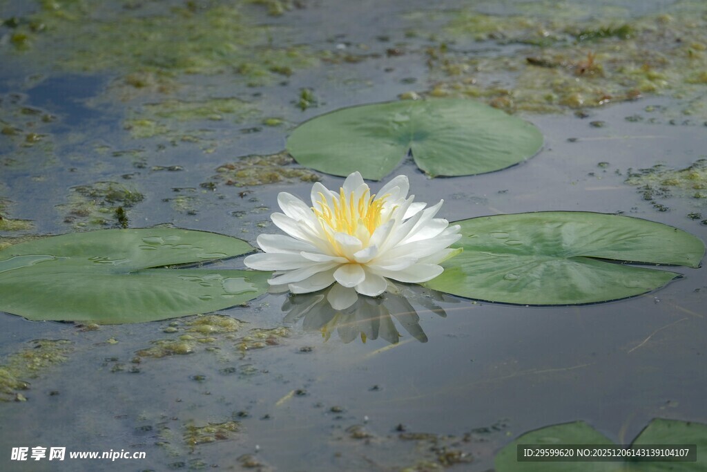 水中绽放的美丽白睡莲