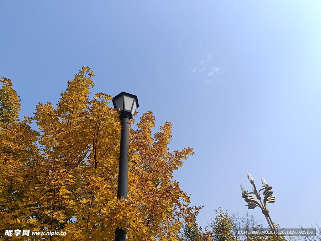 秋日路灯旁的金黄树叶