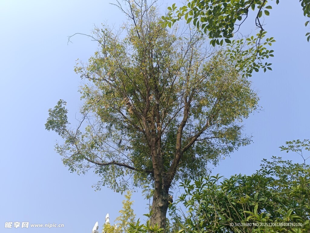 蓝天映衬下的茂盛树木
