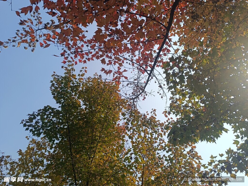 秋日树梢上的斑斓色彩
