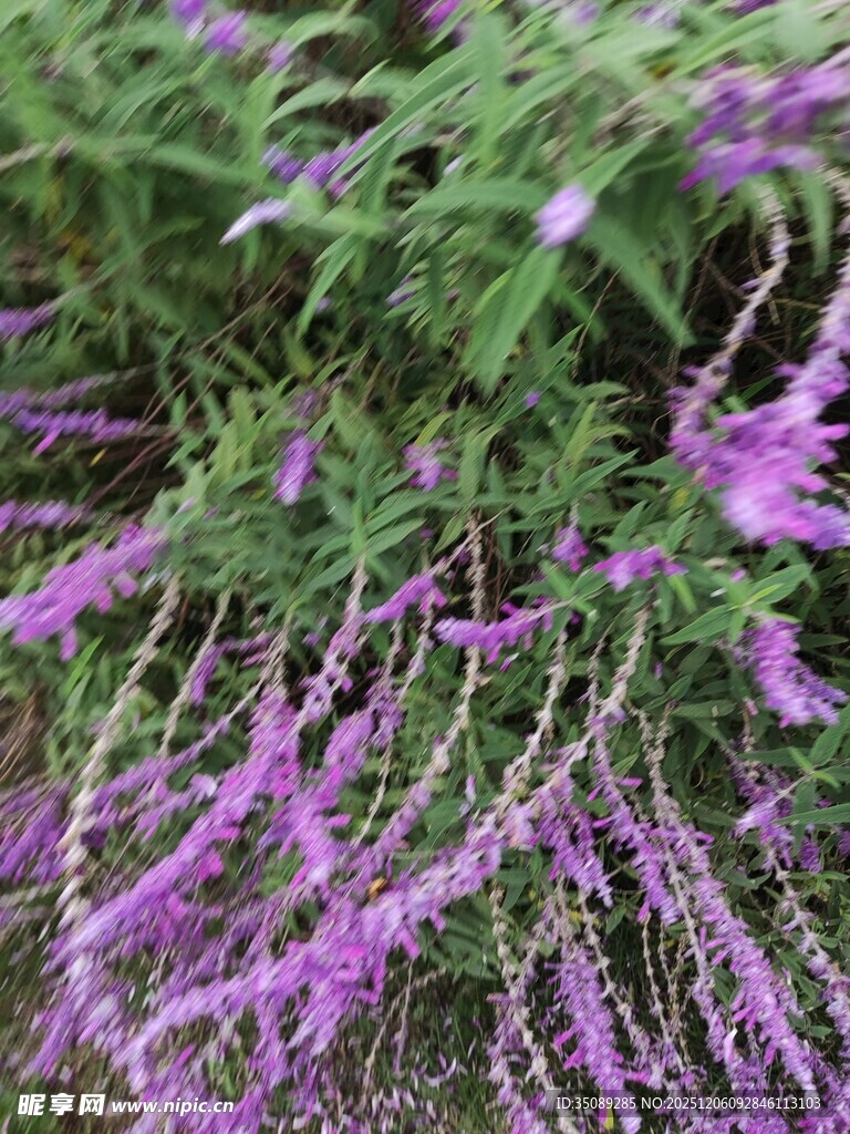 紫色垂吊花卉绽放美景