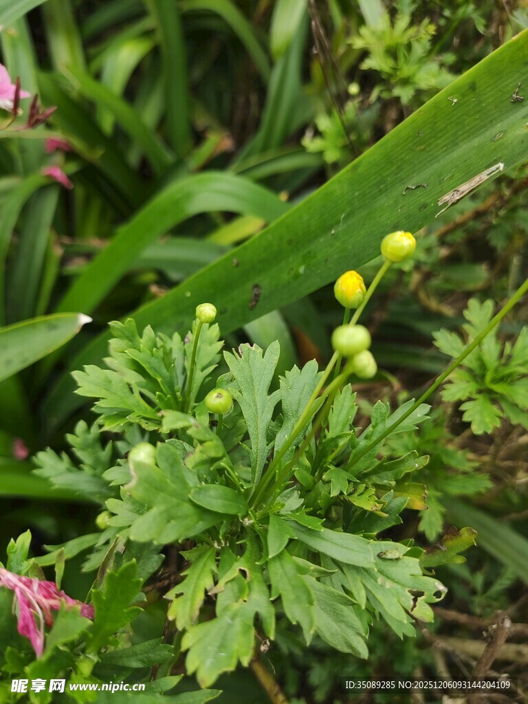 绿叶间的黄色小花