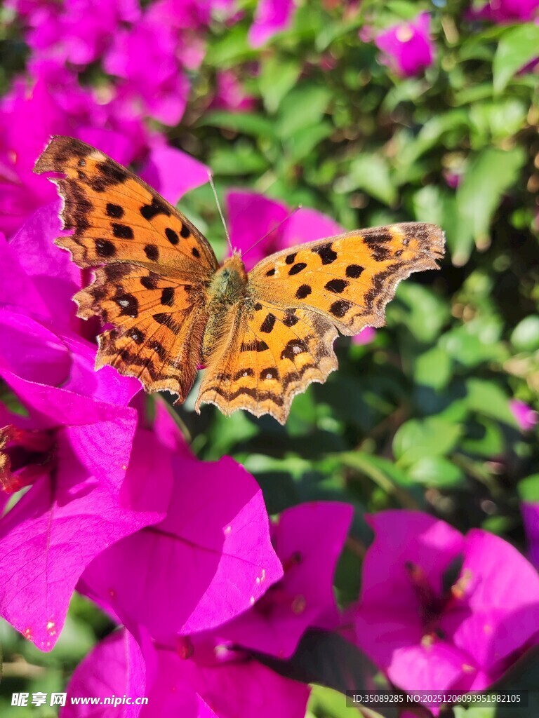 豹纹蝶停驻艳丽紫花