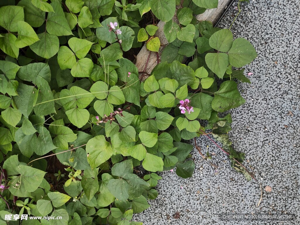 墙角的三叶草与小花