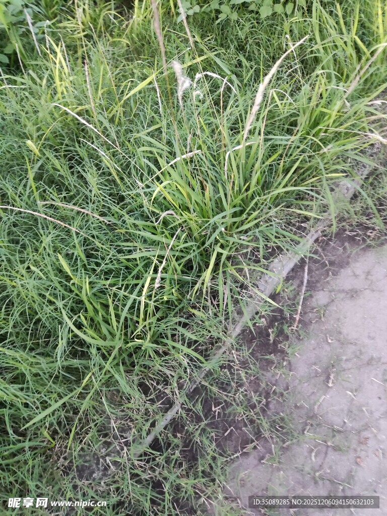 翠绿草地与泥土边界