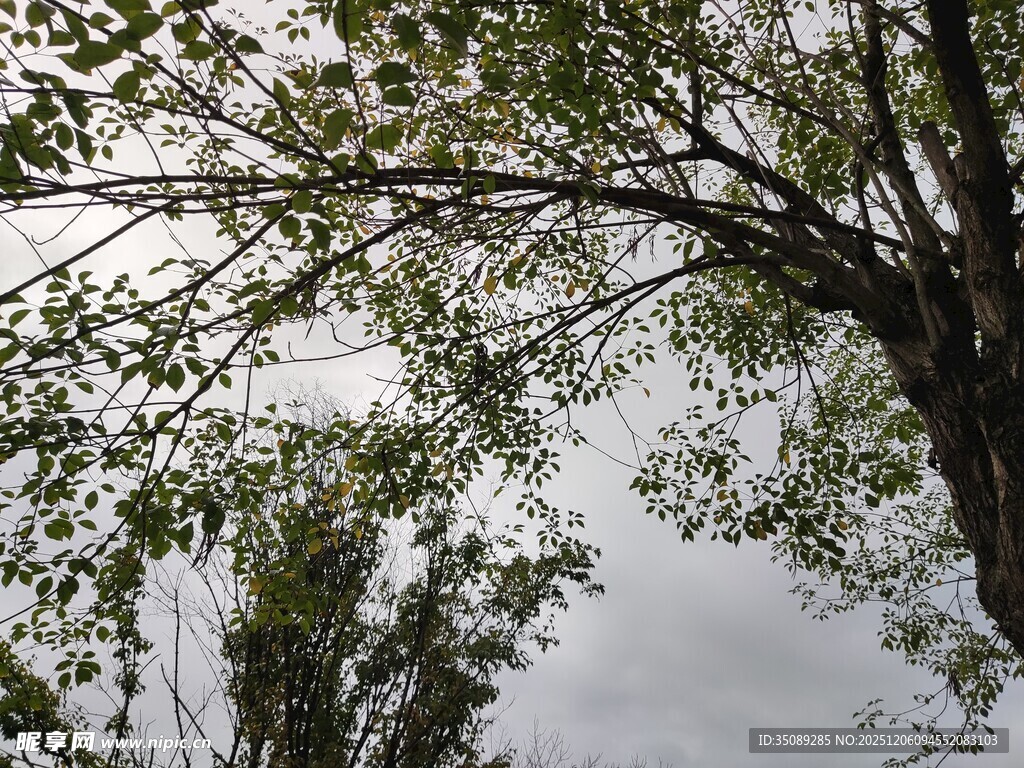 仰视绿树与灰白天空