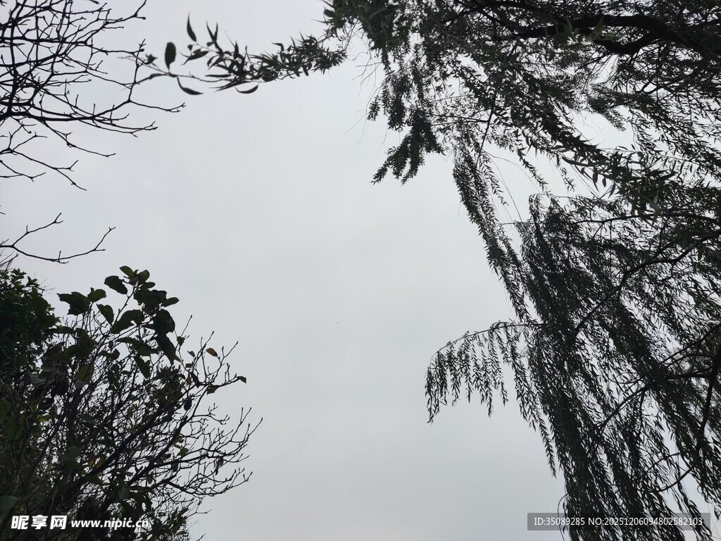 仰视树枝与天空景象