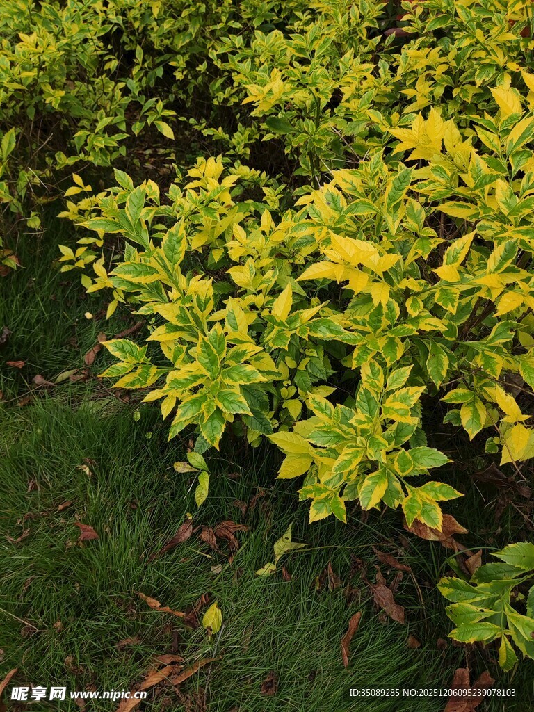 金黄叶片的绿植景观