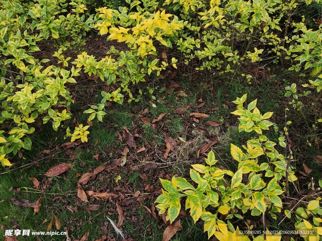 黄绿相间的繁茂植物