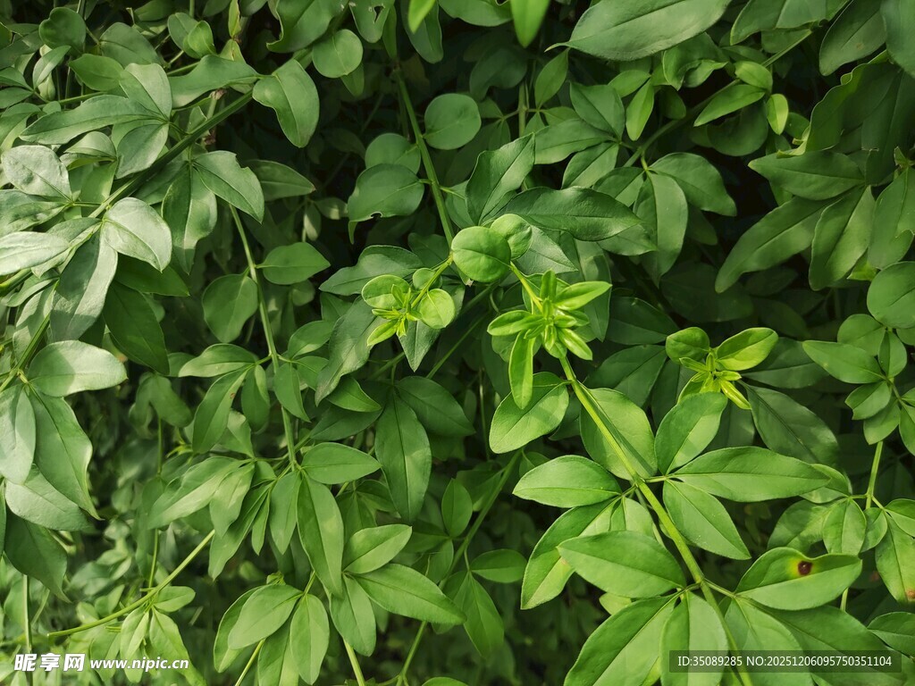 繁茂绿植尽显自然生机