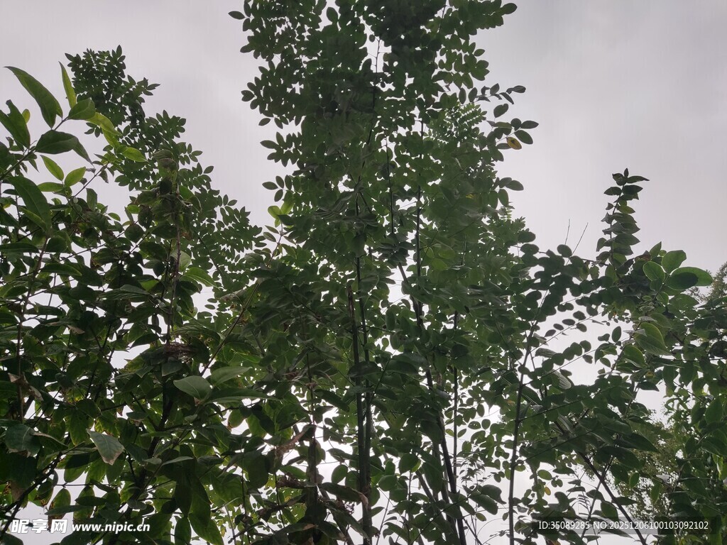 仰视视角下的繁茂绿树