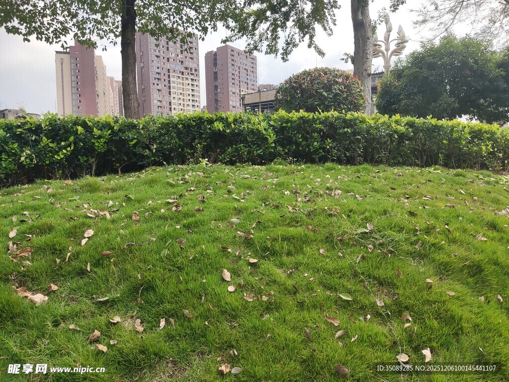 城市中葱郁的草地与绿植