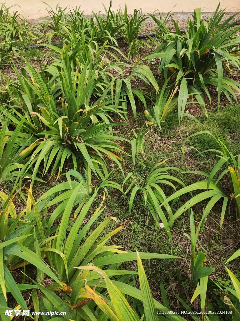 菠萝种植地景观