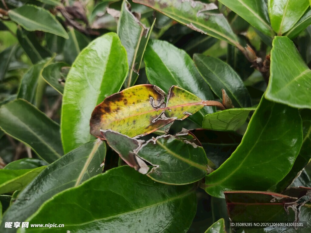 绿叶间的黄色昆虫
