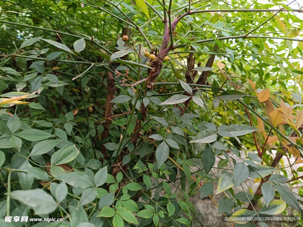 繁茂绿植中的深色枝干