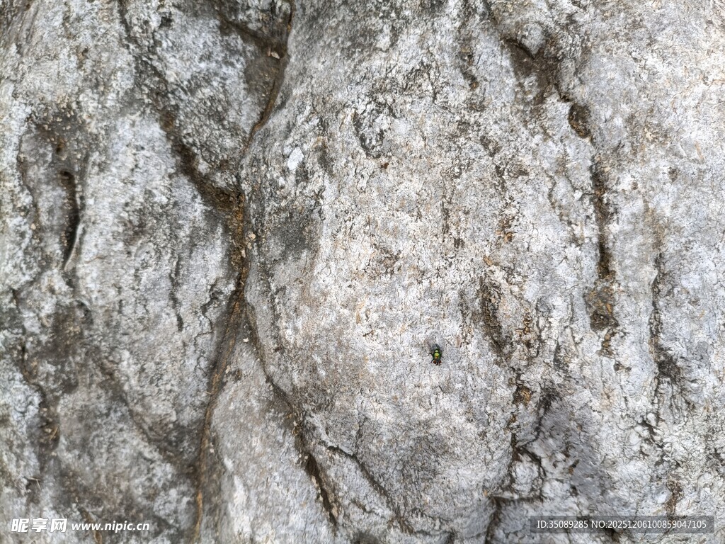 粗糙树皮纹理特写