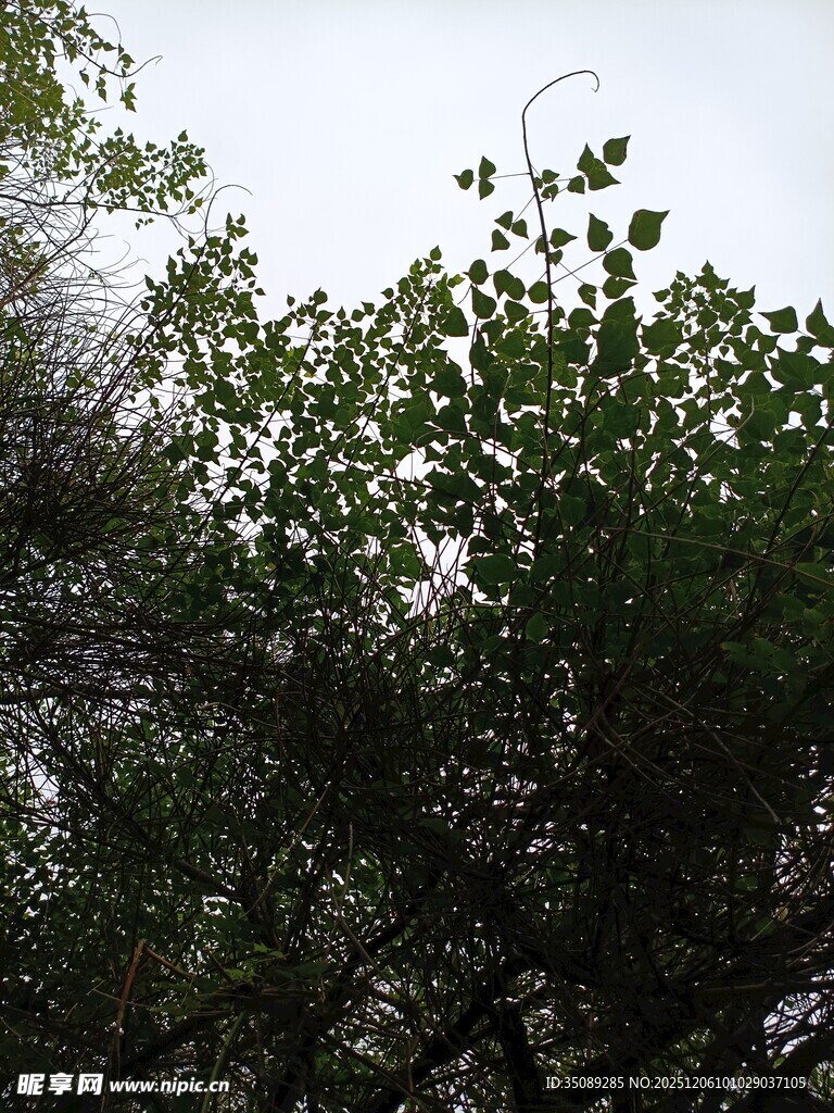 枝叶繁茂的绿树景象