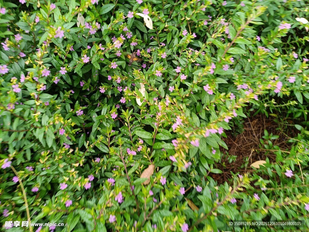 繁茂绿植中的隐秘孔洞