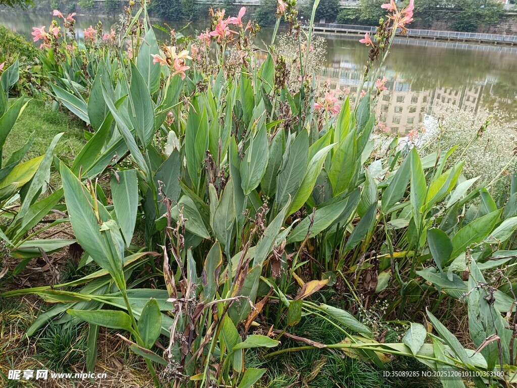 溪边绽放的鲜艳美人蕉