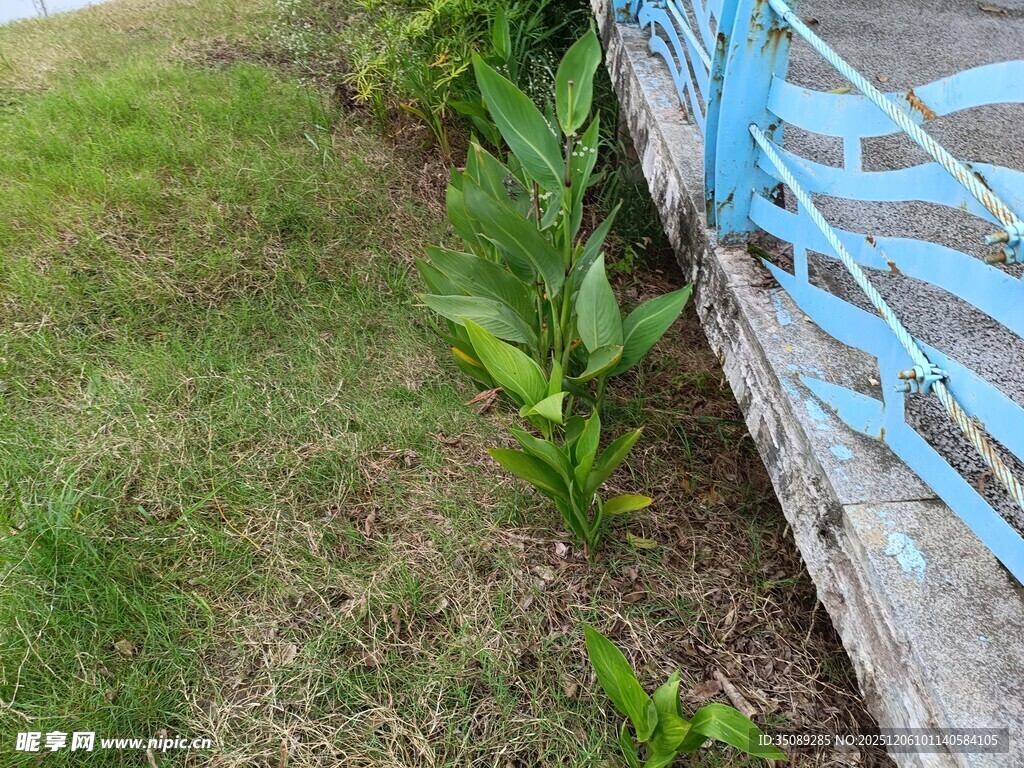 墙边绿植与蓝色围栏