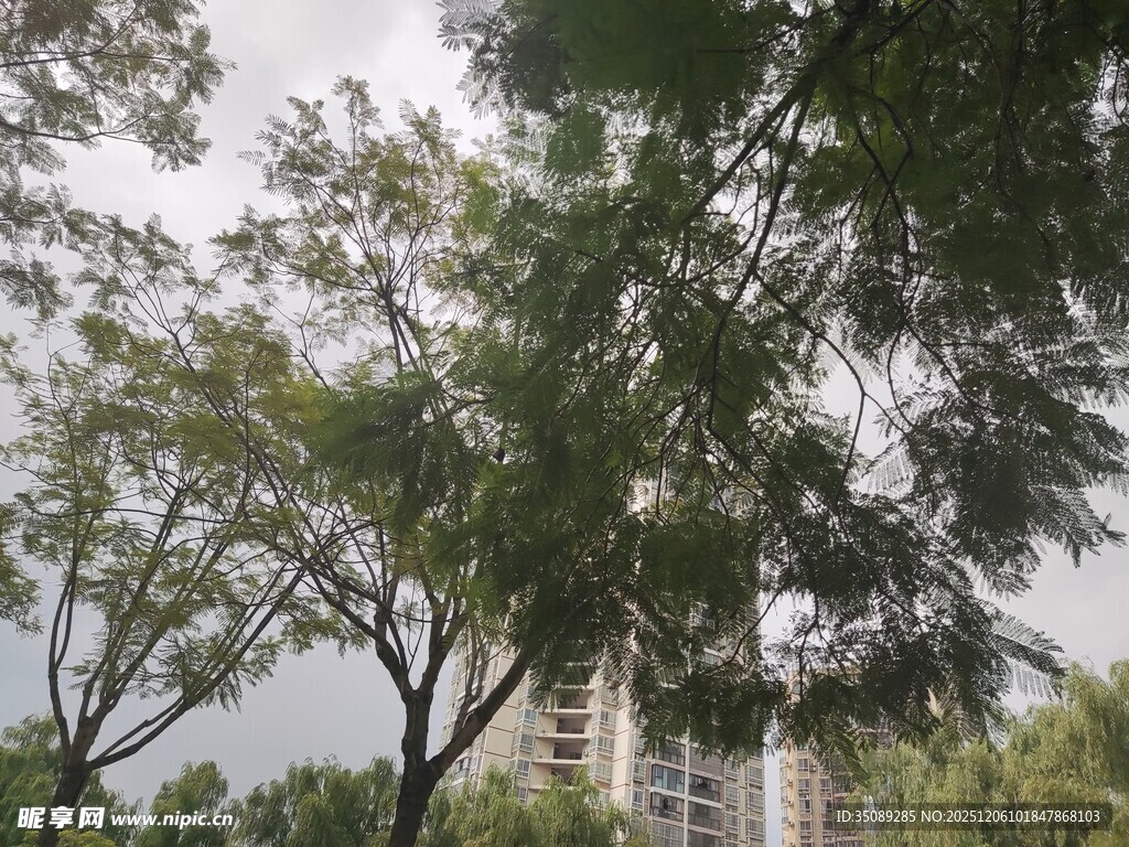 城市中繁茂绿树景观