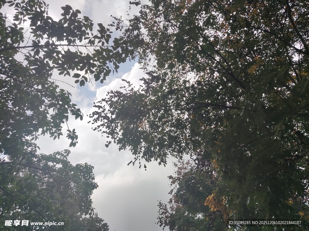 林间树梢望天空