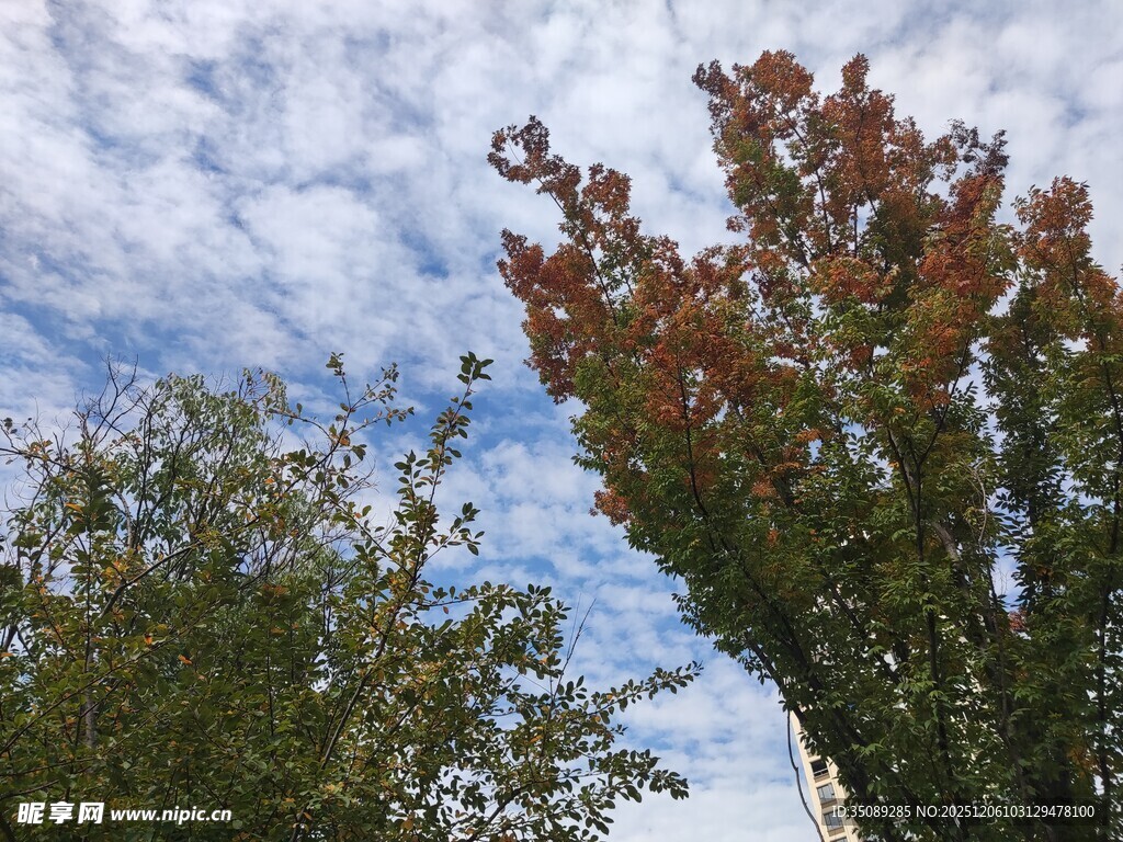 秋日树梢与蓝天白云