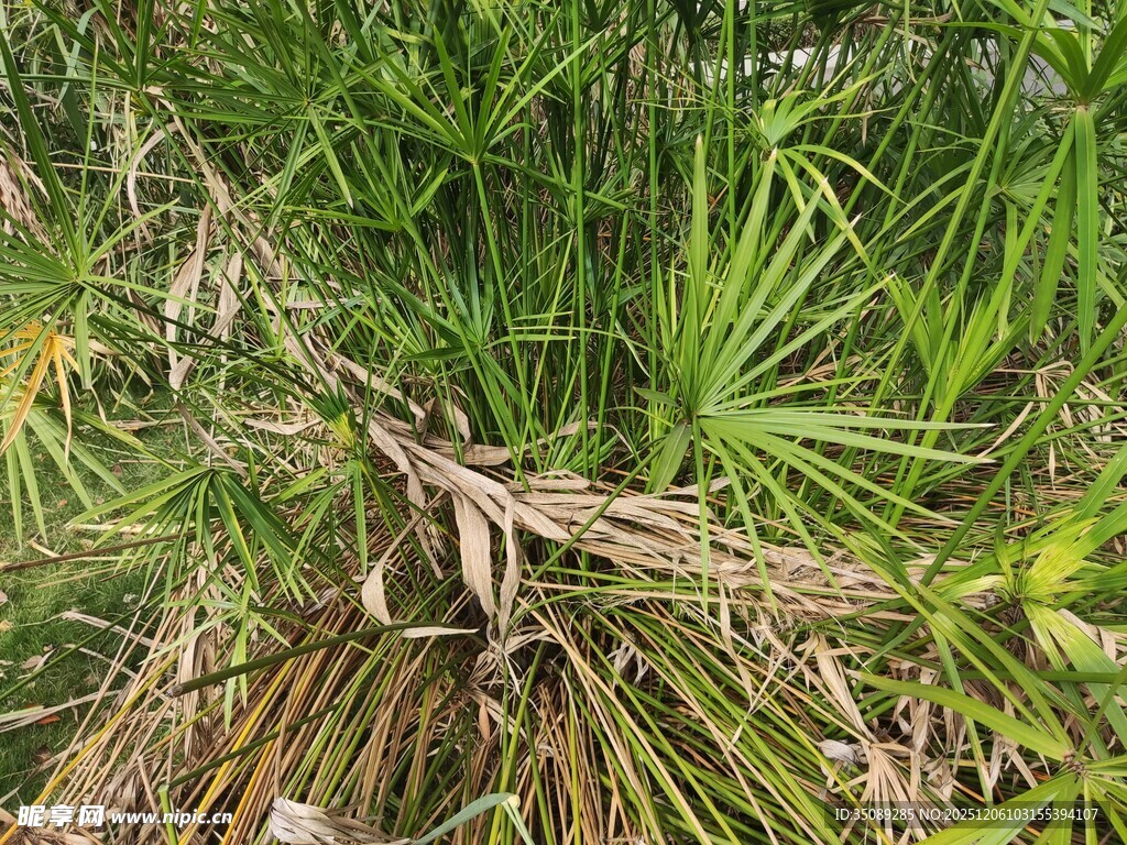 茂密丛生的绿色草本植物