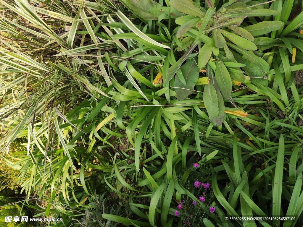 多样绿植展现自然生机
