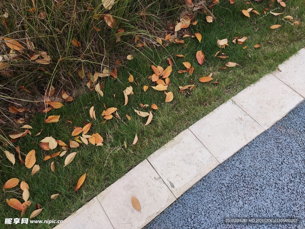 路边秋景落叶铺于草地
