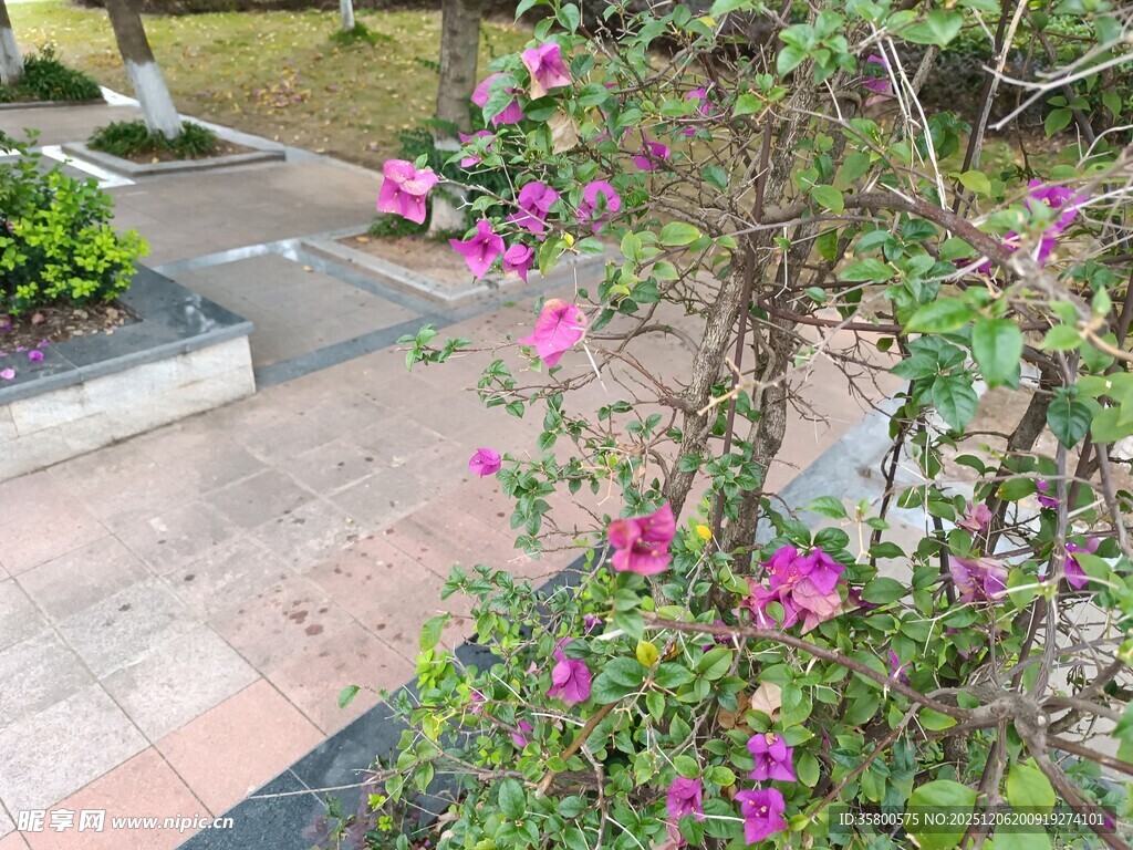 路边绽放的艳丽粉色花朵