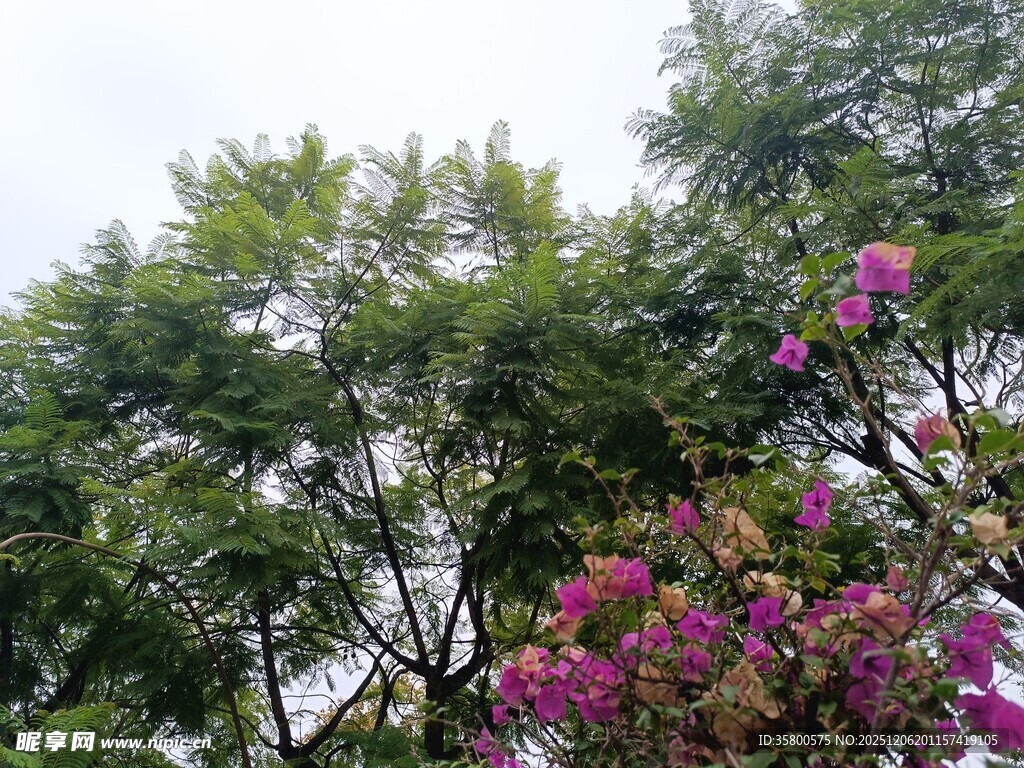 繁花绿树间的自然景致