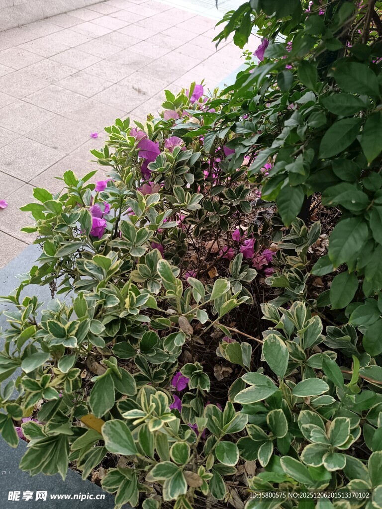 多彩花叶植物景观