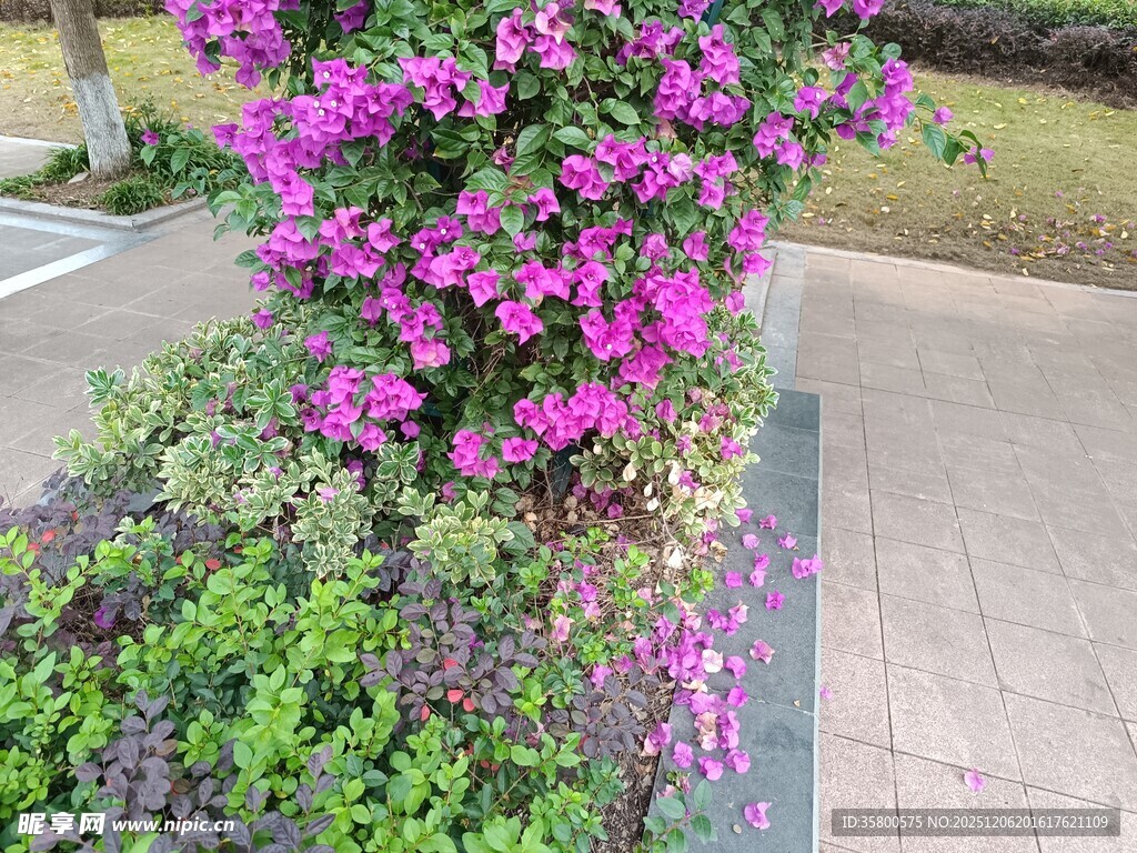 绽放的紫色三角梅景观