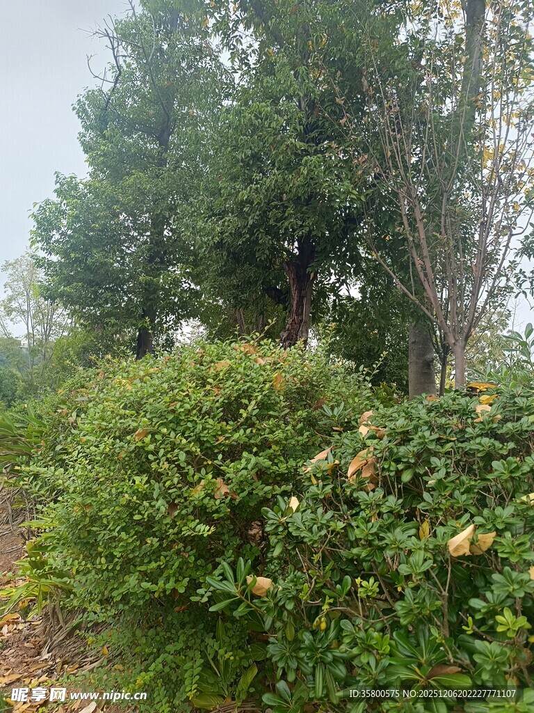 山林间繁茂的绿植景象